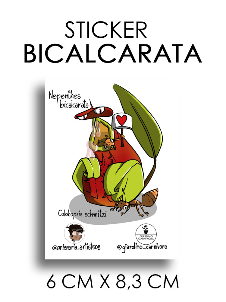 STICKER NEPENTHES BICALCARATA  6 CM X 8,3 CM