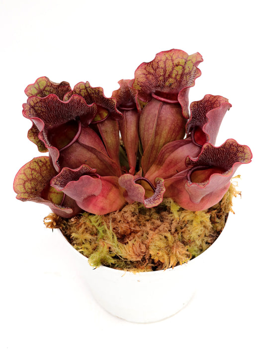 Sarracenia purpurea ssp. venosa "Buddha Belly"  x SELF