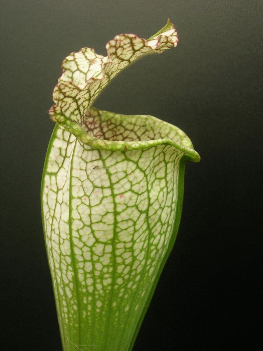 Sarracenia leucophylla "Bulbosa"