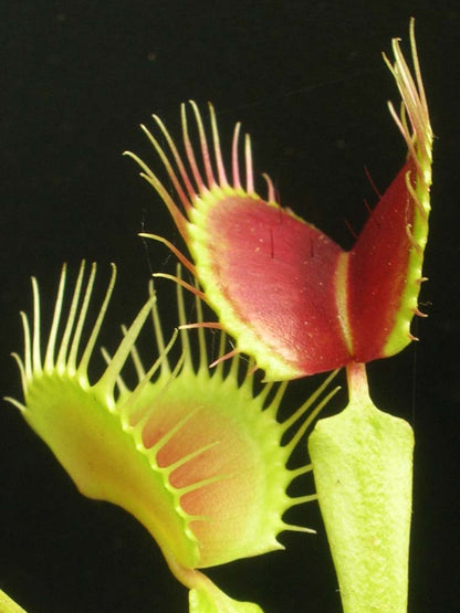 Dionaea muscipula  Black pearl