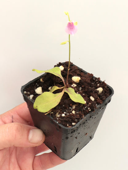 Utricularia calycifida