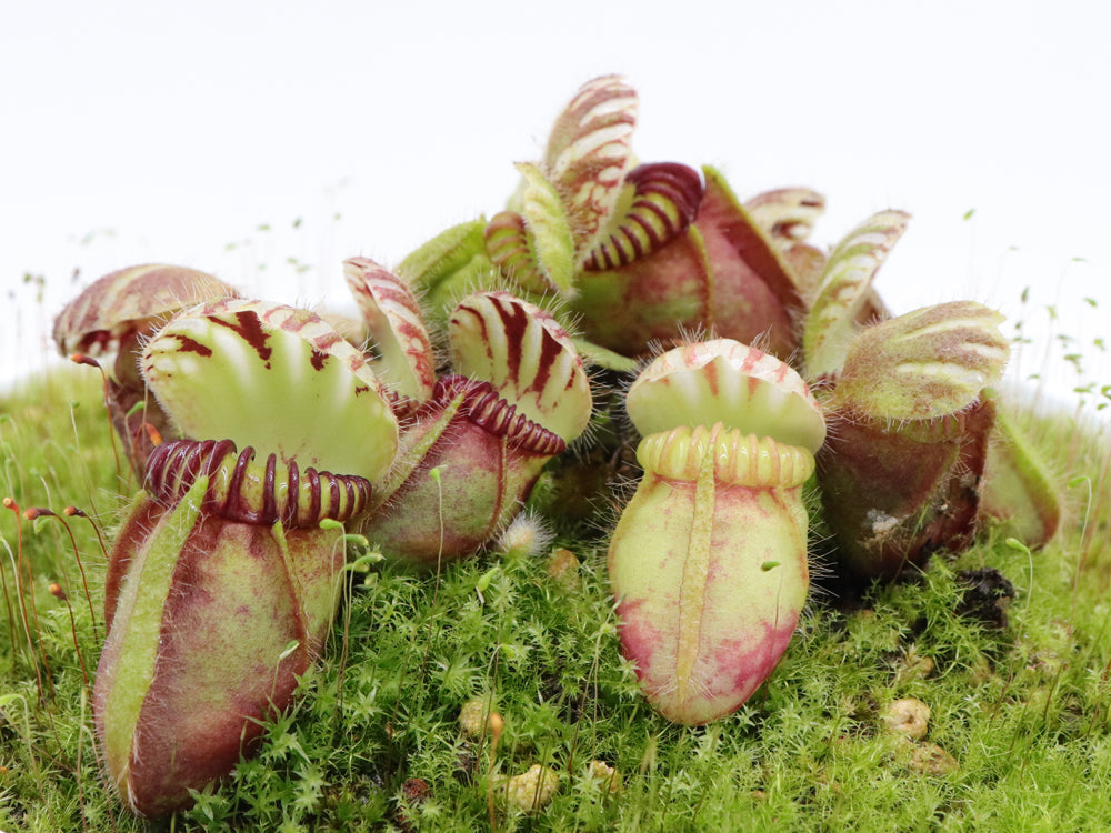 Cephalotus follicularis Coal Mine Beach, AU