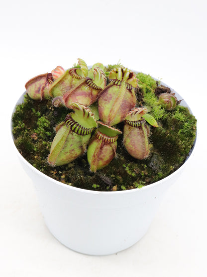 Cephalotus follicularis "GC Bulldog"