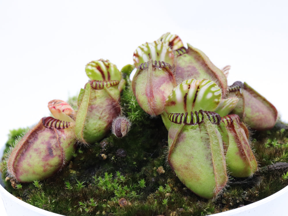 Cephalotus follicularis "GC Bulldog"