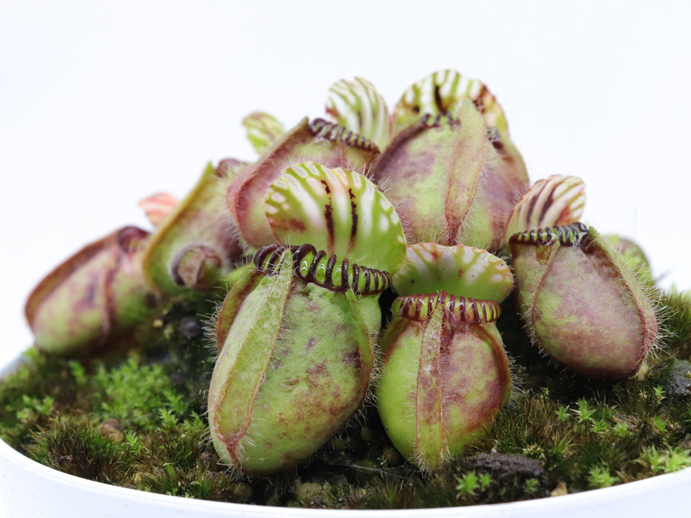 Cephalotus follicularis "GC Bulldog"