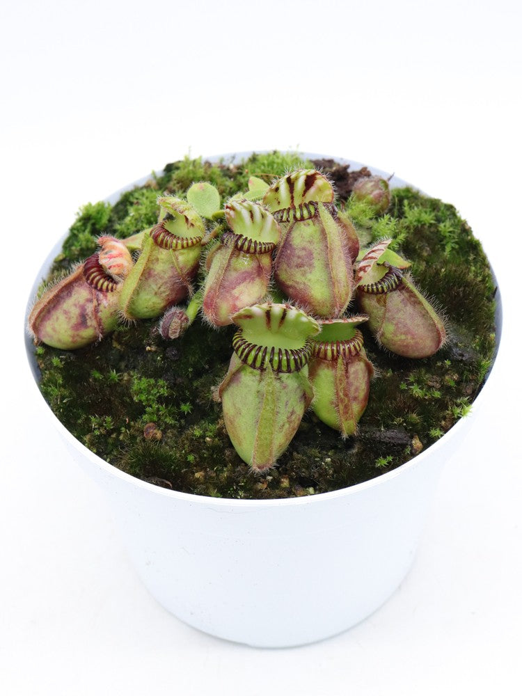 Cephalotus follicularis "GC Bulldog"