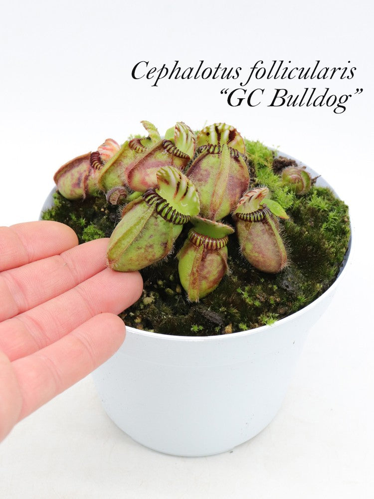 Cephalotus follicularis "GC Bulldog"