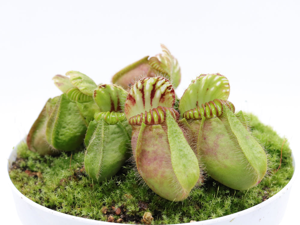 Cephalotus follicularis 'Hummer's Giant'