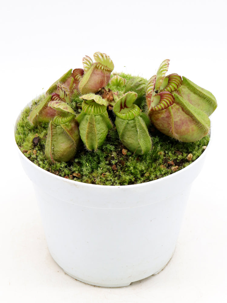 Cephalotus follicularis 'Hummer's Giant'