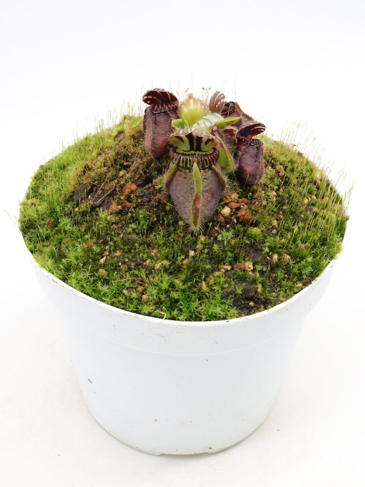 Cephalotus follicularis 'Dudley Watts'