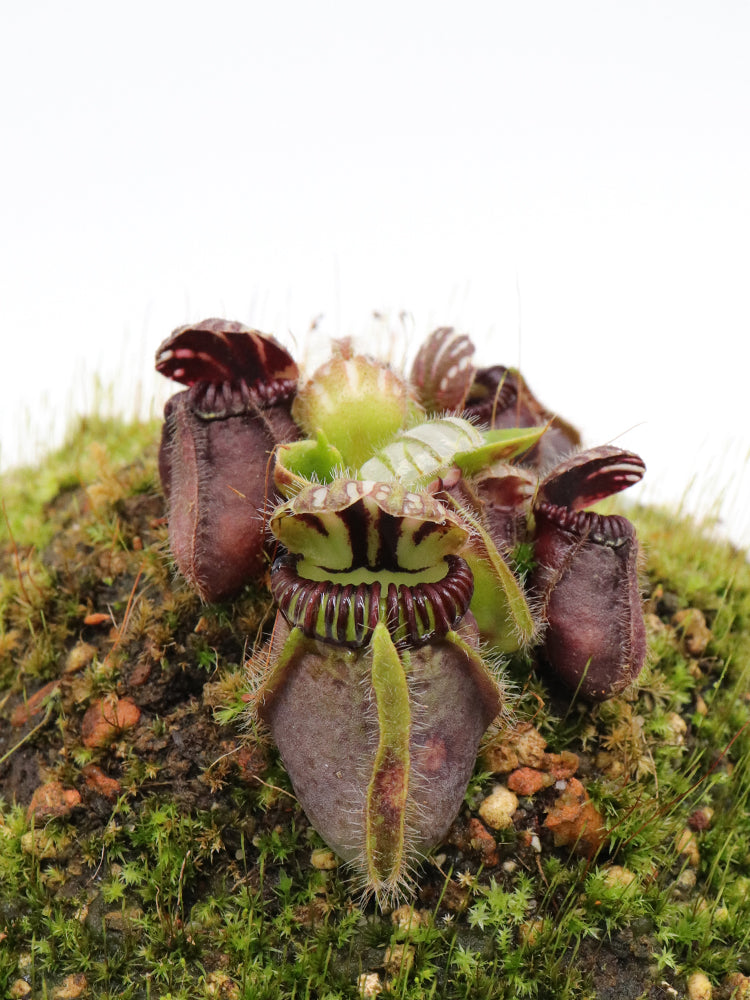 Cephalotus follicularis 'Dudley Watts'