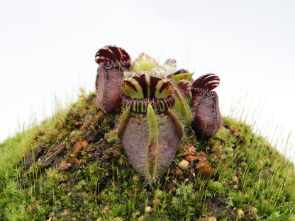 Cephalotus follicularis 'Dudley Watts'