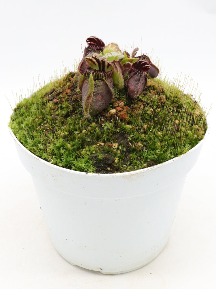 Cephalotus follicularis 'Dudley Watts'