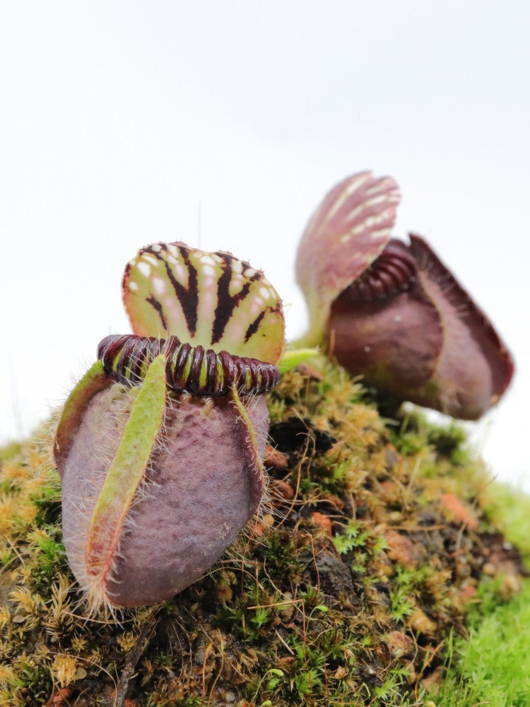 Cephalotus follicularis 'Dudley Watts'