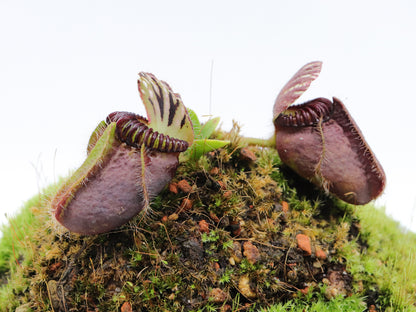 Cephalotus follicularis 'Dudley Watts'