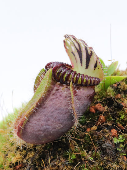 Cephalotus follicularis 'Dudley Watts'