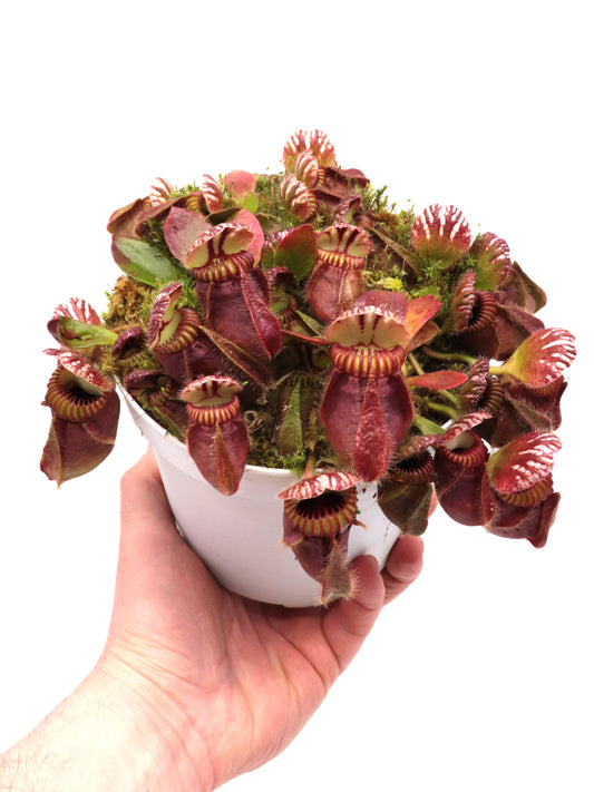 Cephalotus follicularis 'Hummer's Giant'