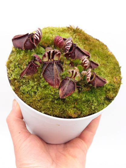 Cephalotus follicularis "Markus Welge"