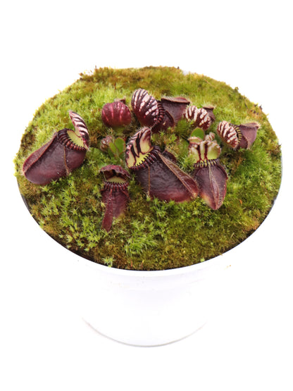 Cephalotus follicularis "Markus Welge"