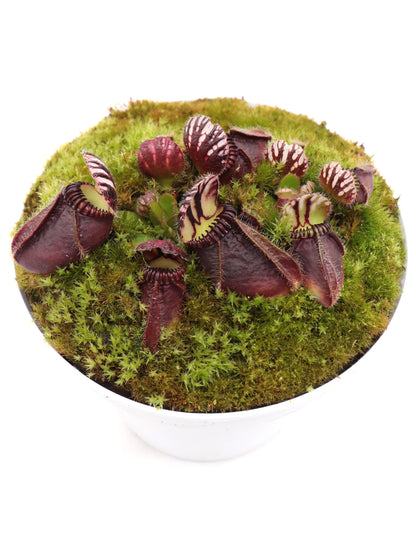 Cephalotus follicularis "Markus Welge"