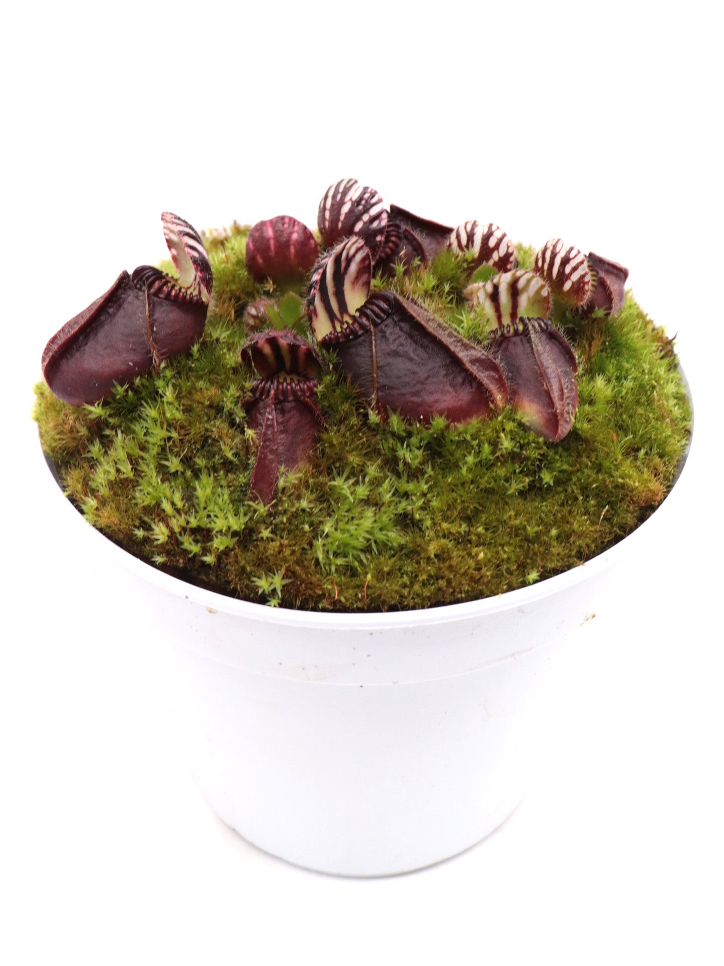 Cephalotus follicularis "Markus Welge"