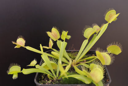 Dionaea muscipula „Cerberus“