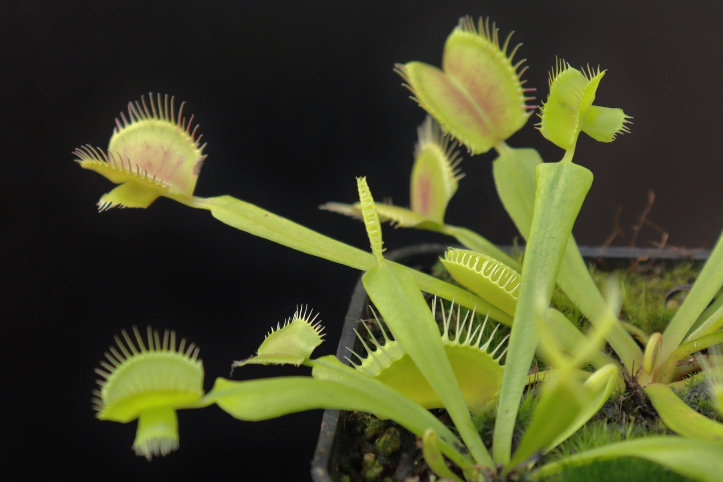 Dionaea muscipula „Cerberus“