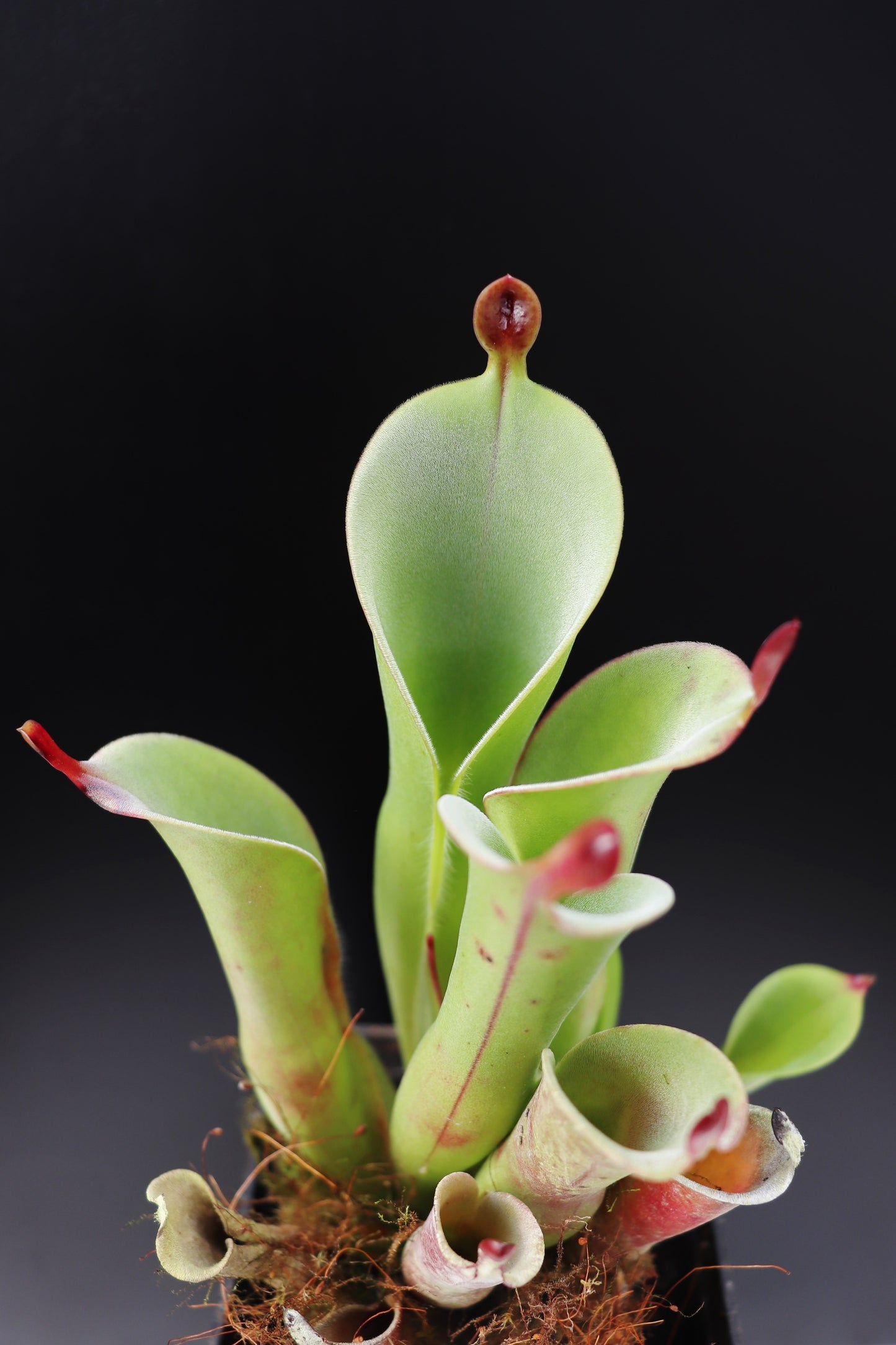 Heliamphora chimantensis Chimanta, Venezuela