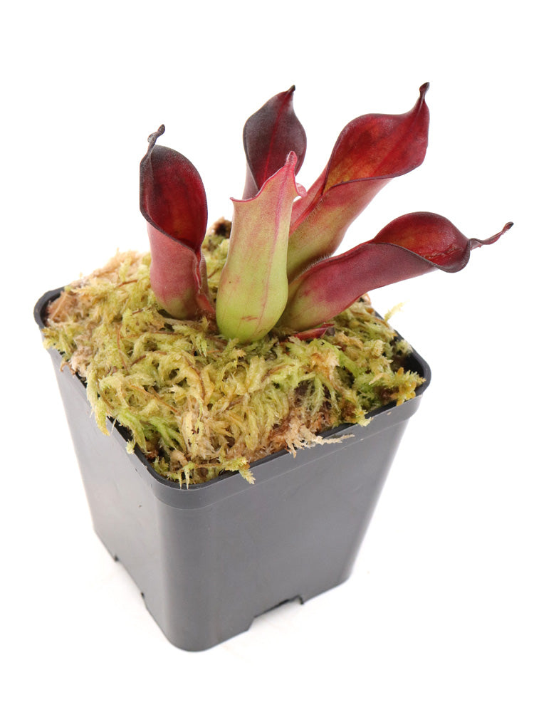 Heliamphora ciliata "lowland form"