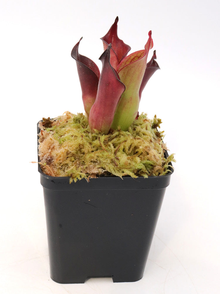 Heliamphora ciliata "lowland form"