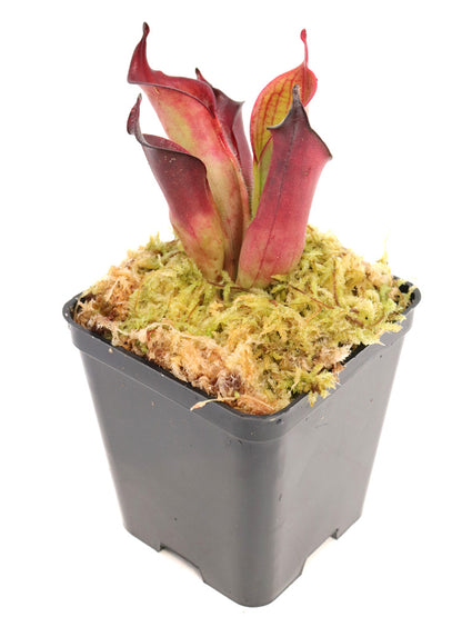 Heliamphora ciliata "lowland form"