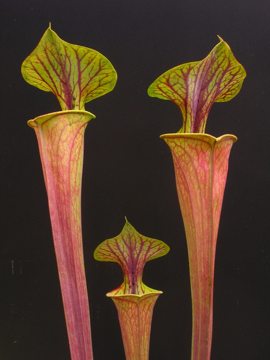 Sarracenia flava var. rubricorpora  F25 C MK "Claret"