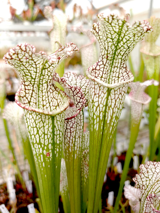 Sarracenia leucophylla  Clone B AAmici