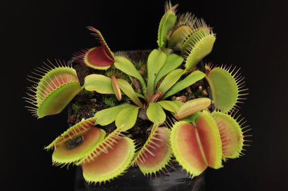 Dionaea muscipula "Clump" Svarc