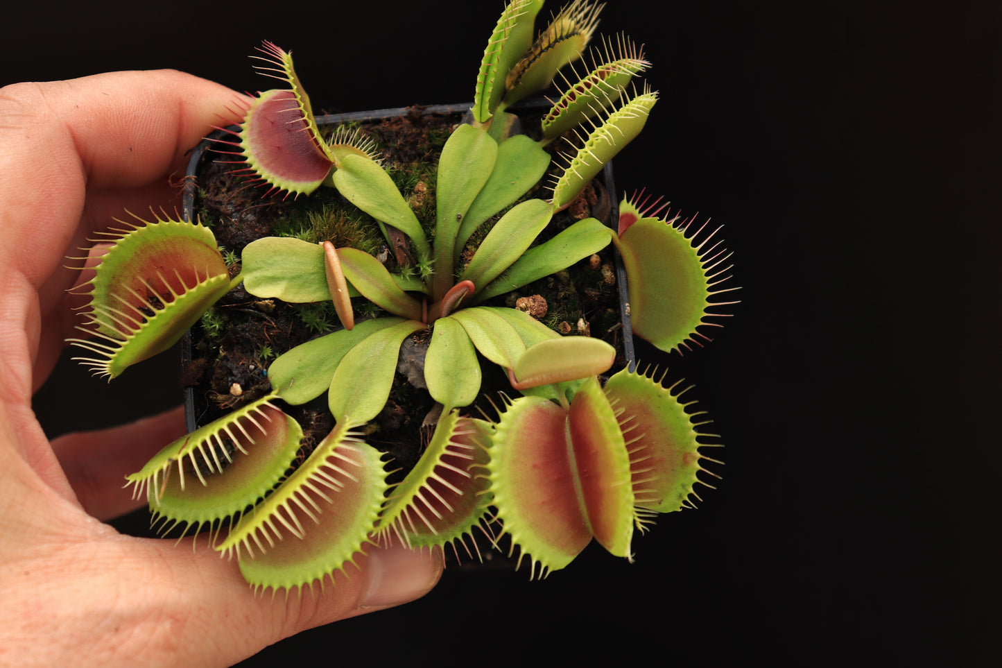 Dionaea muscipula "Clump" Svarc