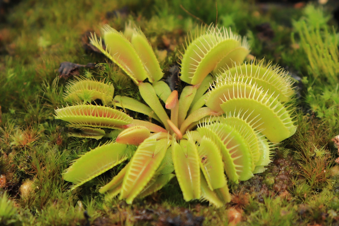 Dionaea muscipula "Cluster trap"