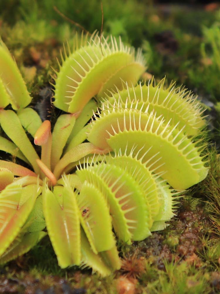 Dionaea muscipula "Cluster trap"