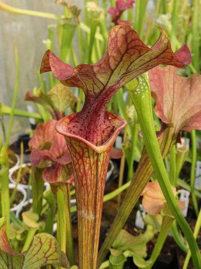 Sarracenia 'Crimson wave'