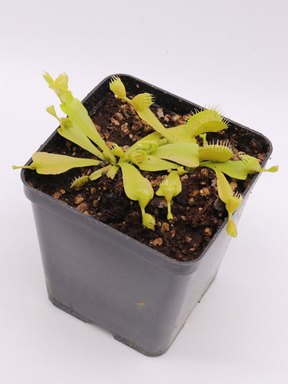 Dionaea muscipula "Crusader"