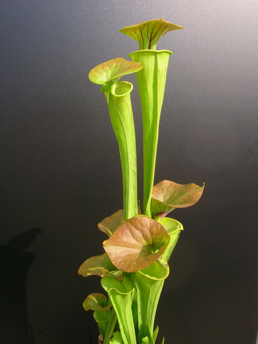 Sarracenia flava var. cuprea 'Bronze' F196 MK