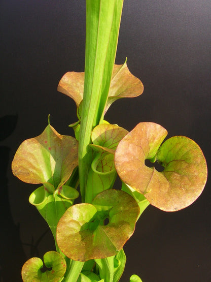 Sarracenia flava var. cuprea 'Bronze' F196 MK