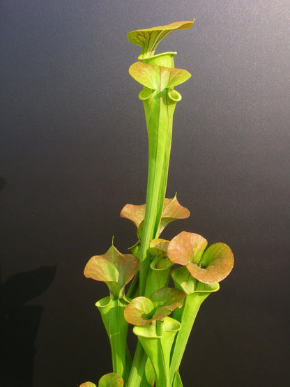 Sarracenia flava var. cuprea 'Bronze' F196 MK