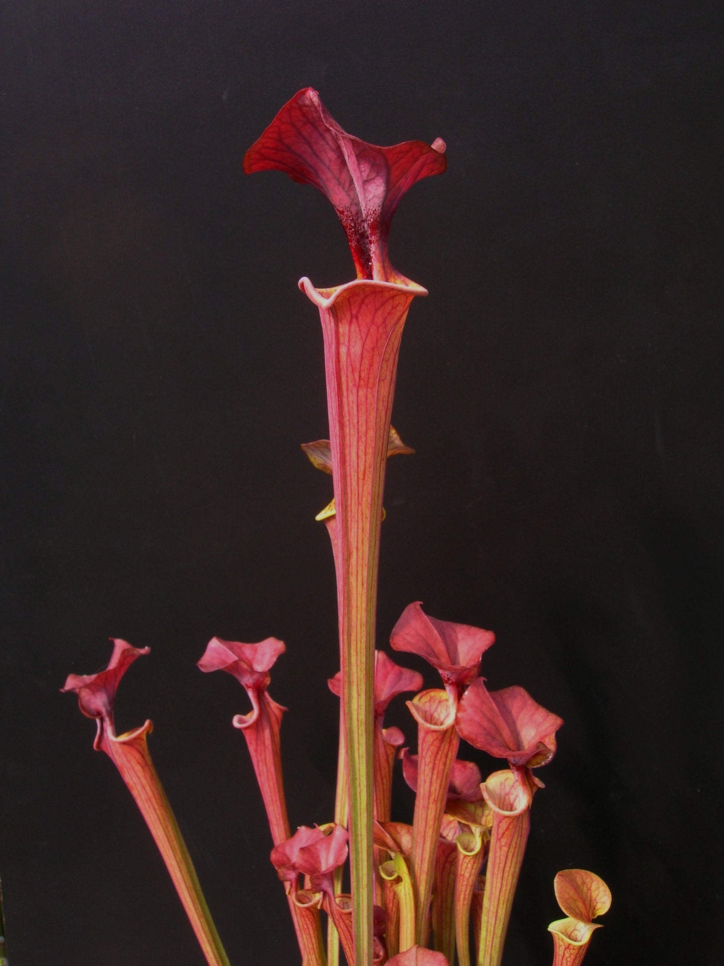 Sarracenia flava var. cuprea "Very Dark"  Wistuba