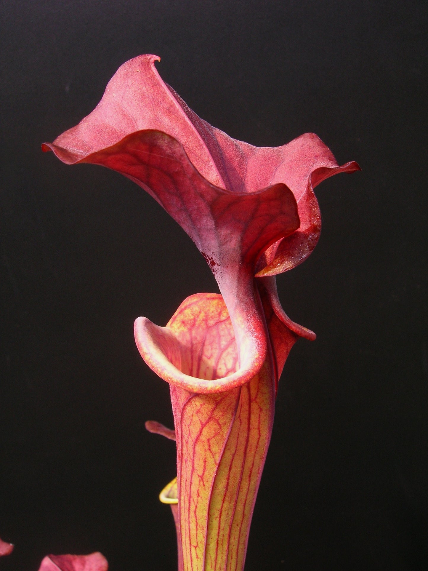 Sarracenia flava var. cuprea "Very Dark" Wistuba