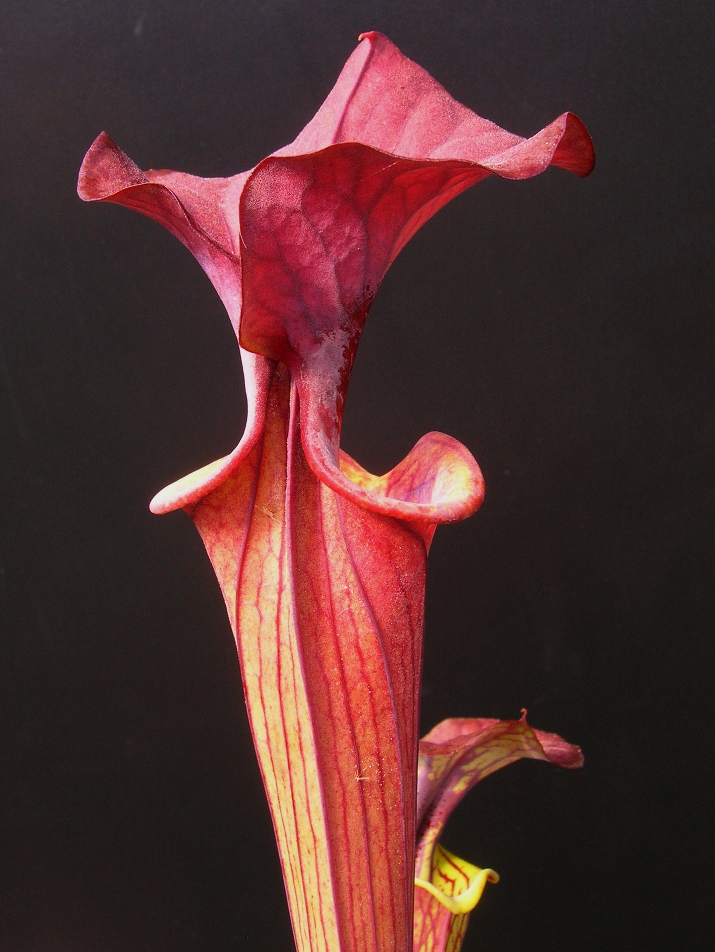 Sarracenia flava var. cuprea "Very Dark" Wistuba