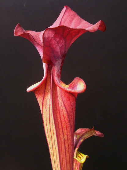 Sarracenia flava var. cuprea "Very Dark"  Wistuba