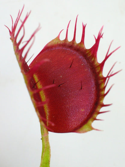 Dionaea muscipula "Cropped tooth"