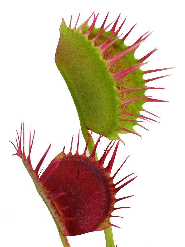 Dionaea muscipula "Cropped tooth"