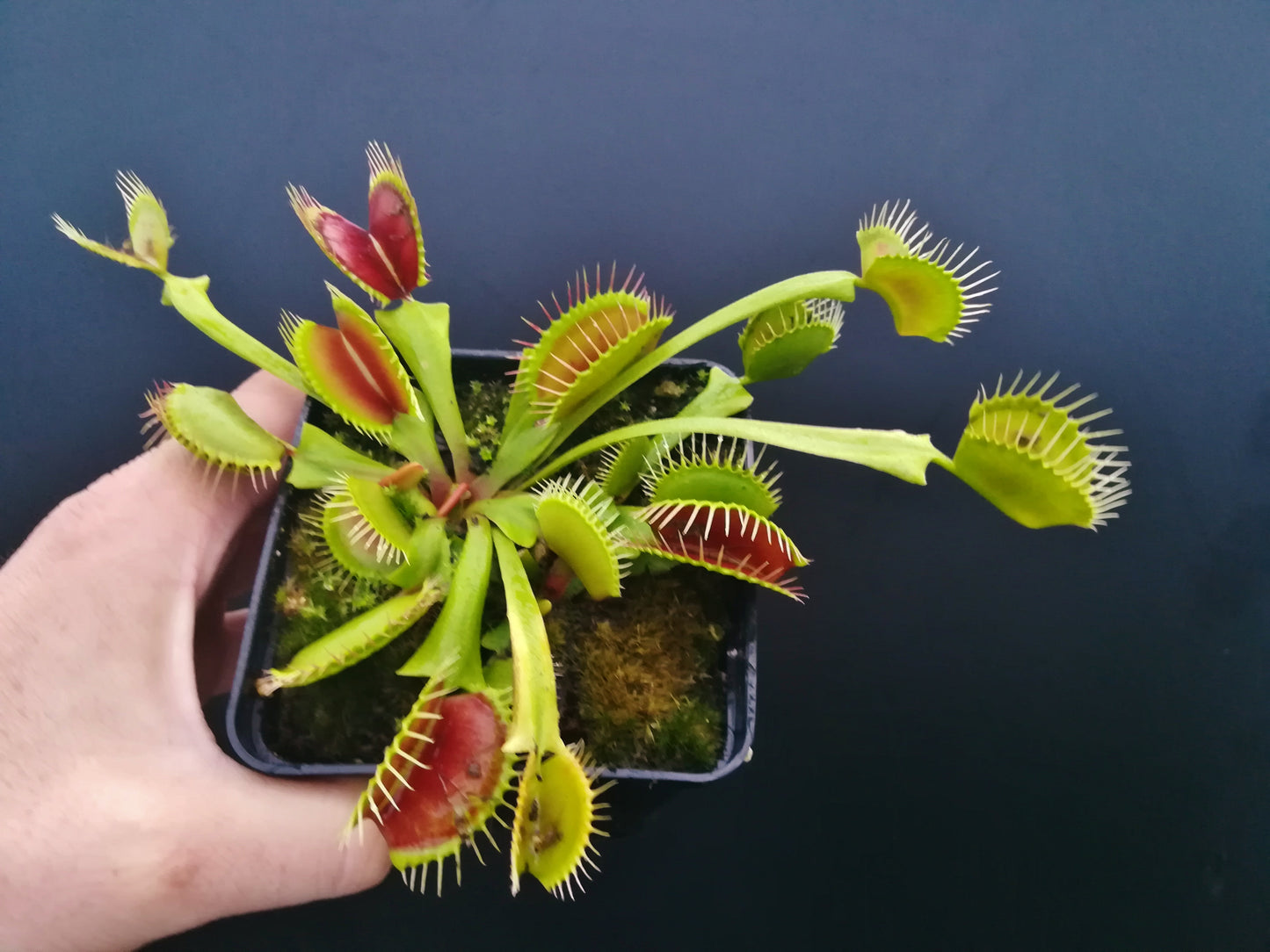 Dionaea muscipula DC-XL