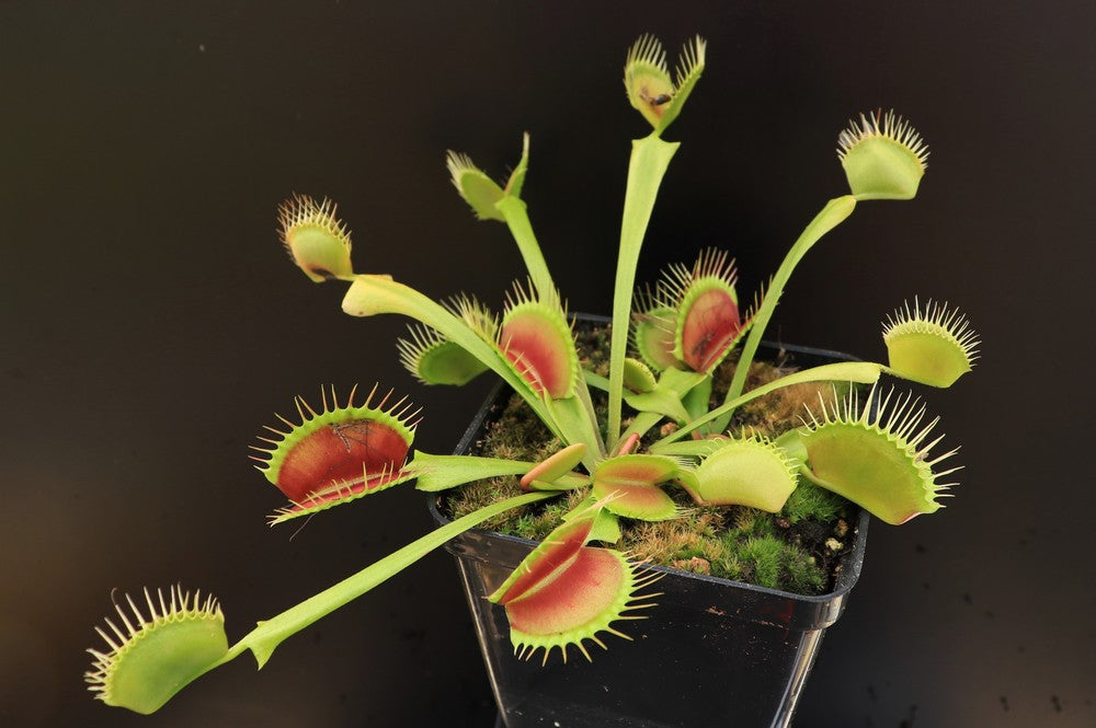 Dionaea muscipula 'DC-XL'